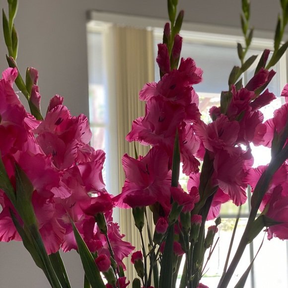 Meet your Posher, Mimi - Picture 3 of 3